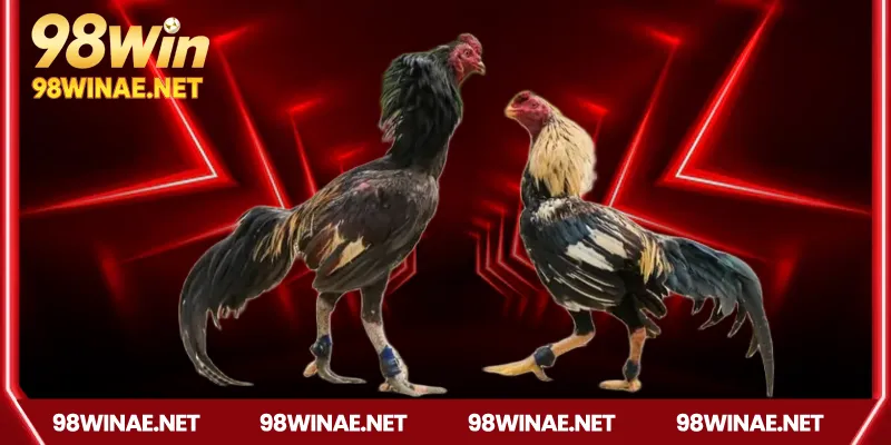 Các hình thức đá gà Campuchia phổ biến trên 98win