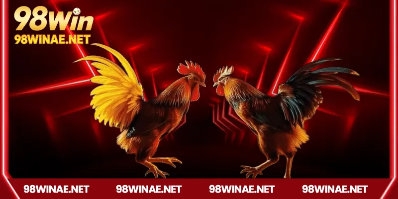 Nguồn gốc và sức hút của đá gà Campuchia