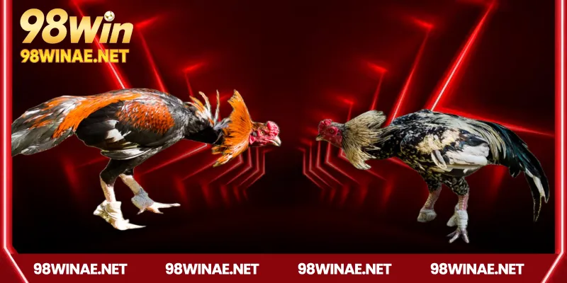 Tại sao nên chọn đá gà 98win?