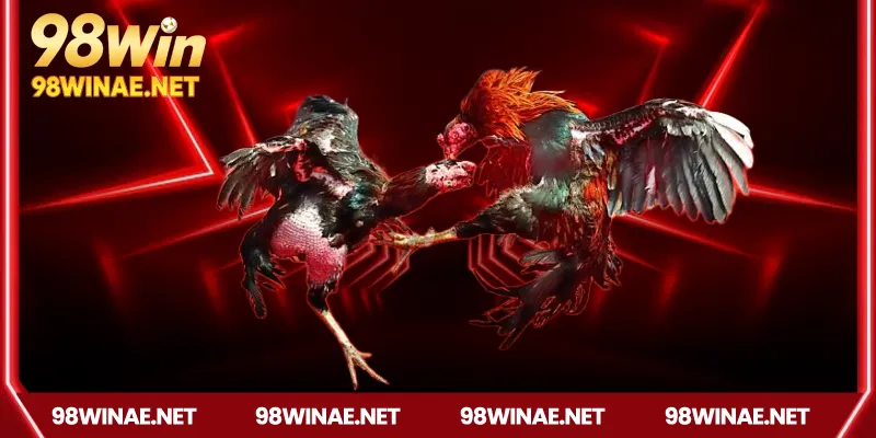 Ưu điểm nổi bật của đá gà 98win