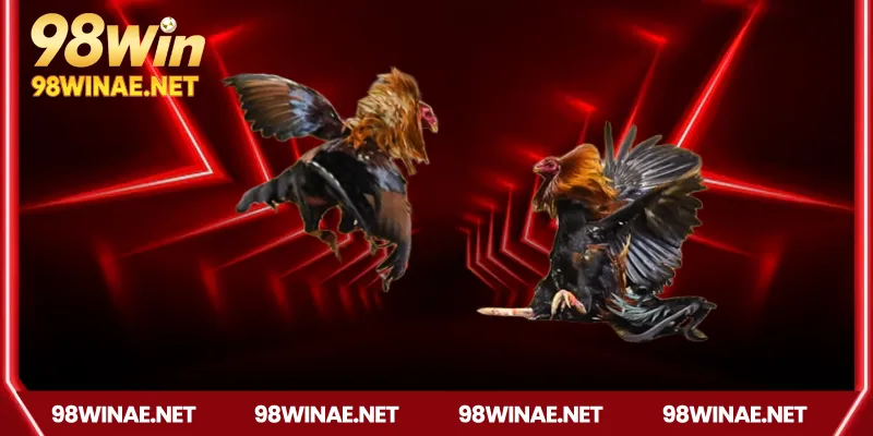 Ưu điểm nổi bật của đá gà Campuchia tại 98win